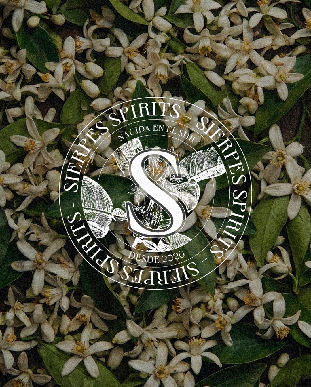 Pixelarte diseñadores gráficos - Diseño de etiquetas para bebidas -Sierpes Gin